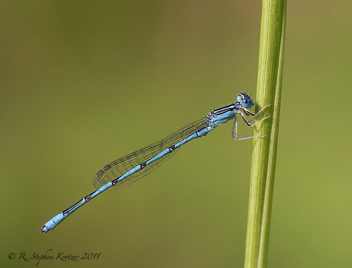 Enallagma basidens, male